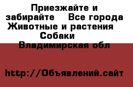 Приезжайте и забирайте. - Все города Животные и растения » Собаки   . Владимирская обл.